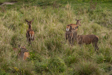 Rothirsch-Herde im Gras versteckt (Cervus elaphus)