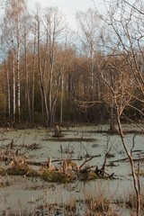 ducks in lake