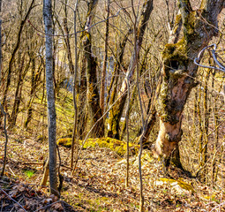 Spring day on the Lava river.