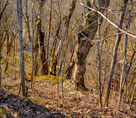 Spring day on the Lava river.