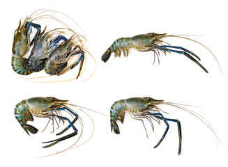 Group of fresh shrimp or lobster isolated on white background. Animal., Food.