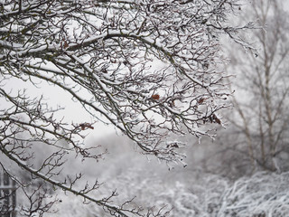 Snow-covered tree branches. Some dry leaves. Winter