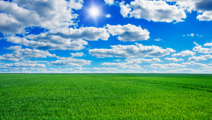 Image of green grass field and bright blue sky