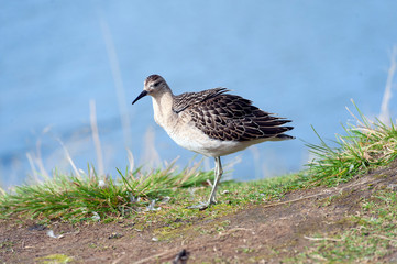 portrait of a male ruff (Calidris pugnax),Tromso,Norway