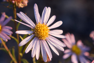 Obraz premium 宇都宮市 絶滅危惧Ⅱ類 カワラノギク