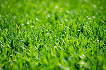 Green grass texture from a field