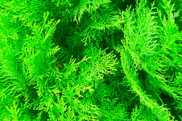 Beautiful green christmas leaves of Thuja trees