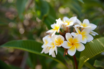 white frangipani flower