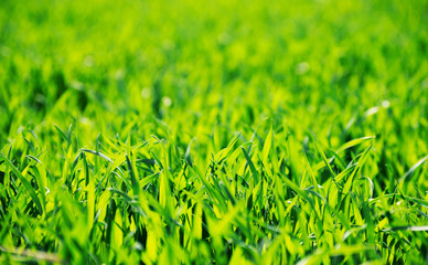 Green grass texture from a field