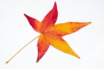 Ahorn Herbstblatt isoliert auf weiss