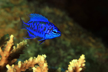 Springer’s Damsel (Chrysiptera springeri) on a Coral. Moalboal, Philippines