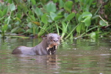Giant Otter in the Pantanal