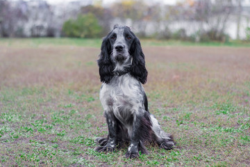 Portrait of dog russian spaniel breed