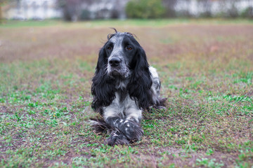 Portrait of dog russian spaniel breed