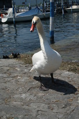 Cigno arrabbiato con il fotografo