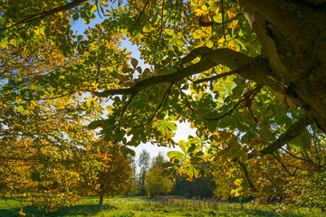 Trees in a field in fall colors in sunlight in autumn