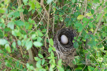 Bird nest with egg