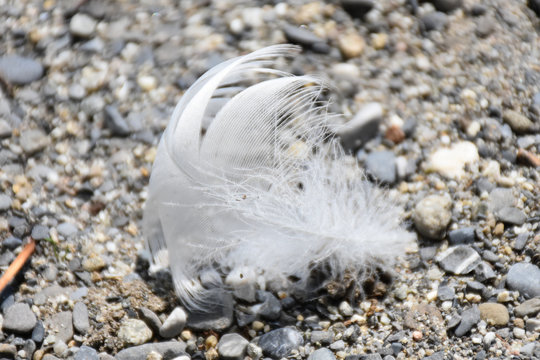 Feder weiss