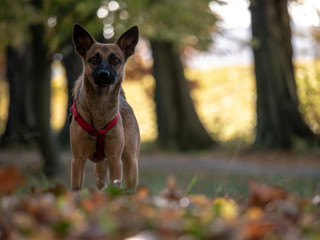 Brown dog in autumn park. Dry autumn leaves on the ground. Autumn trees in background.