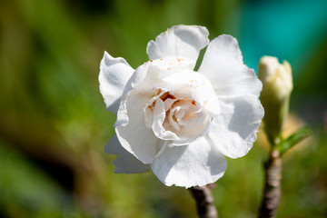 Beautiful of Azalea white flowers is Wilt.