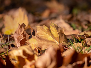 Dry maple leaf on the ground. Autumn maple leaf closeup. Yellow maple leaf closeup.