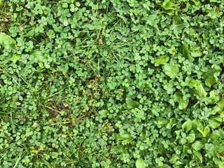 Background of a green grass field with lots of plantains, clovers. Green grass texture from a field after the rain. Grass with little drops of water.