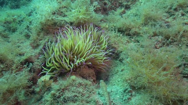 Anemone 4