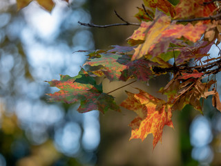 Fototapeta premium Colorful leaves on a tree. Colorful leavesy. Dry leaves closeup.