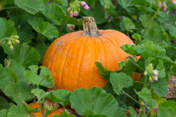 Orange pumpkins for Halloween Party