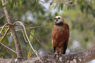 Black Collared Hawk on the Pantanal