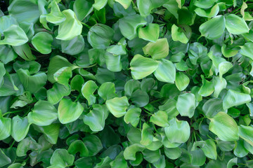 water hyacinth leaf