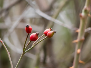 Rose hip closeup.