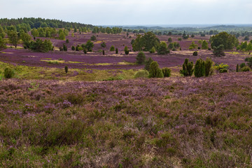 heathland Lüneburger Heide