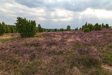 heathland Lüneburger Heide