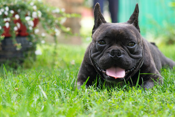 Cute French Bulldog dog lies in the grass