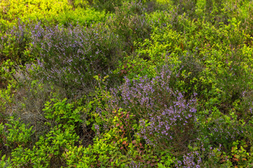 heathland Lüneburger Heide