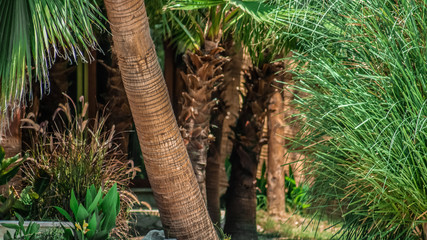 Naklejka premium palm trees
