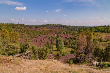 heathland Lüneburger Heide