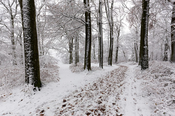 Trail in the forest, winter time with snow