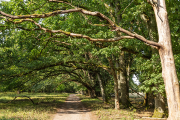 heathland Lüneburger Heide