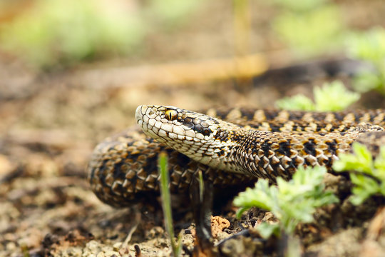 aggressive meadow viper closeup