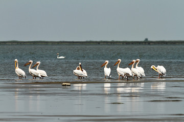 flock of great pelicans standing in shallow waters