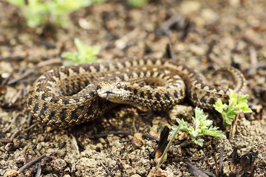 rarest european snake, the meadow viper