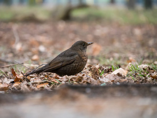Thrush on the ground. Common blackbird on the ground.