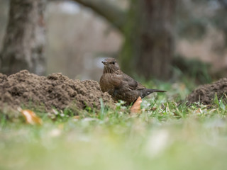 Naklejka na ściany i meble Thrush on the ground. Common blackbird on the ground.