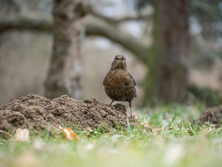 Thrush on the ground. Common blackbird on the ground.