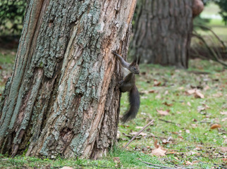 Obraz premium Squirrel on Tree.