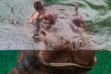 Hippopotame