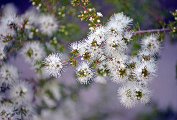 White, honey-scented flowers of the Australian native Kunzea ambigua, tick bush, growing on Little...