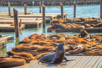 Fototapeta premium Samiec lwa morskiego, opalając się na pierwszym planie. Kolonia lwów morskich na molo 39 w San Francisco, Kalifornia, Stany Zjednoczone. Koncepcja wakacji podróży.